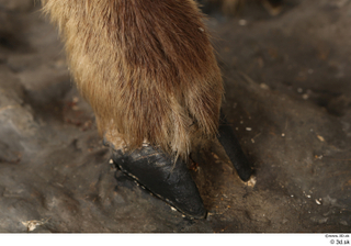 Alpine chamois Rupicapra rupicapra foot hoof leg 0007.jpg